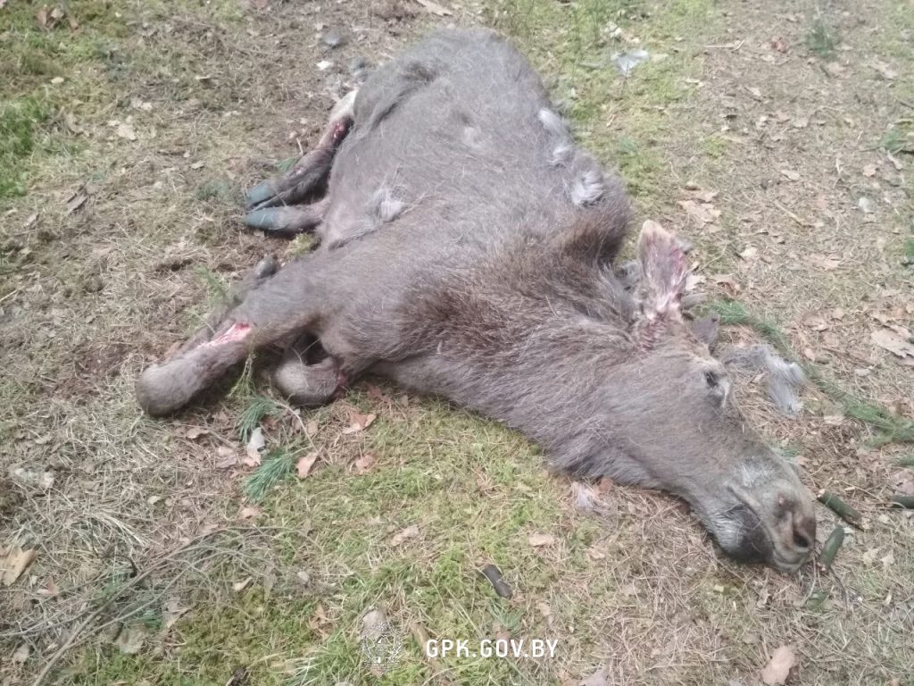 Литовская колючая проволка продолжает убивать животных на границе с Беларусью