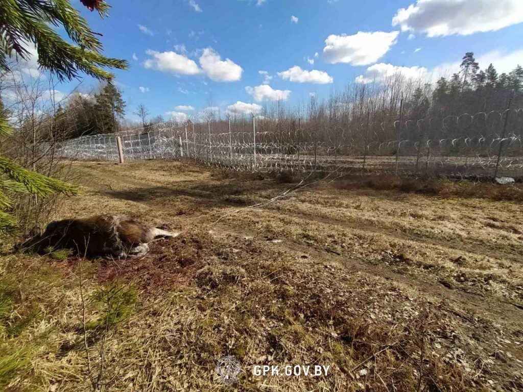 ГПК: европейская колючка убила уже 5 лосей за неделю