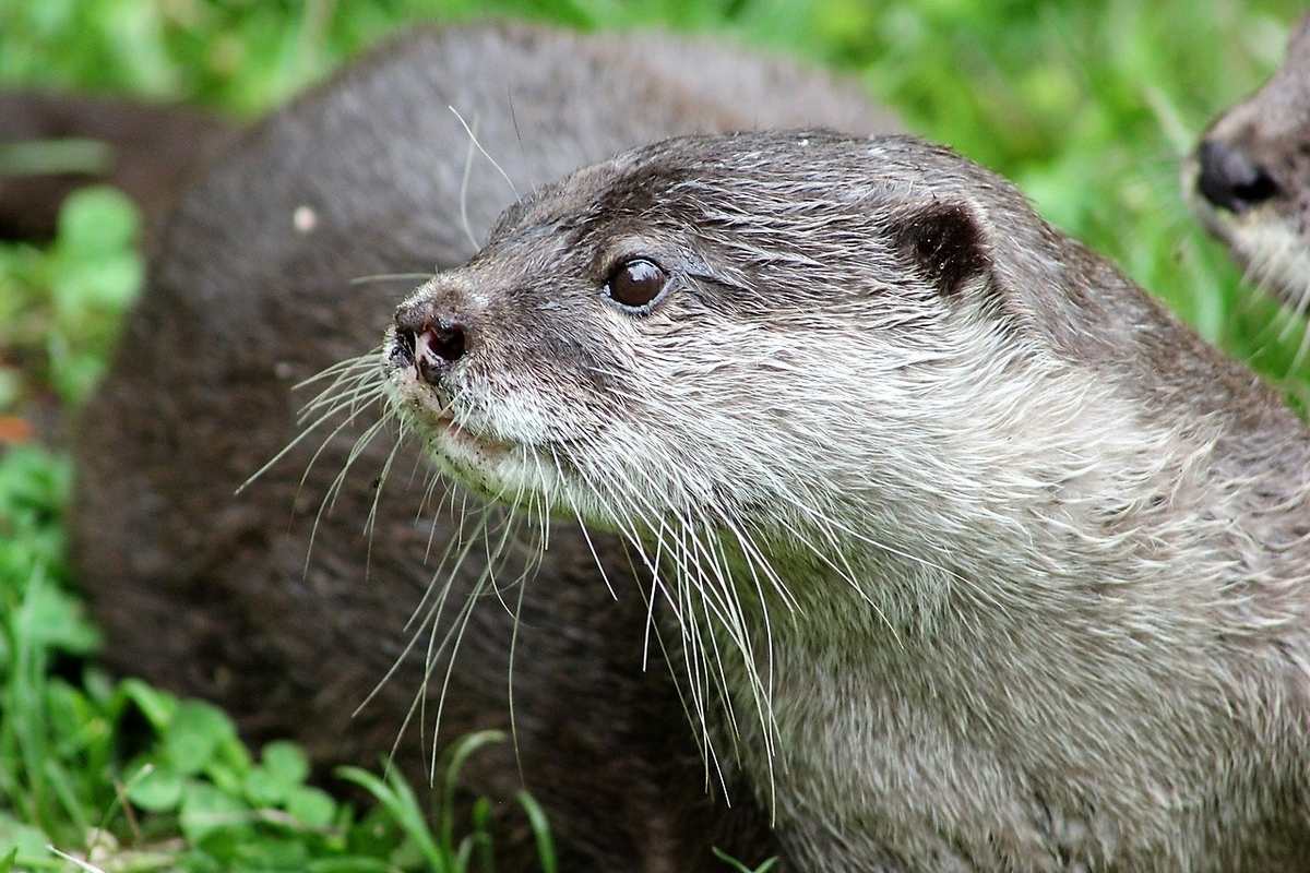 Речная выдра красная. Южная речная выдра. Животные красной книги выдра. Животные из красной книги описание. Сообщение о выдре.