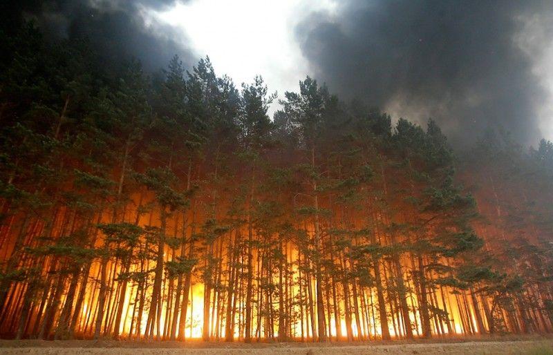 Лес горит возле поселка Старобин. На место выехали главный лесничий и председатель сельсовета