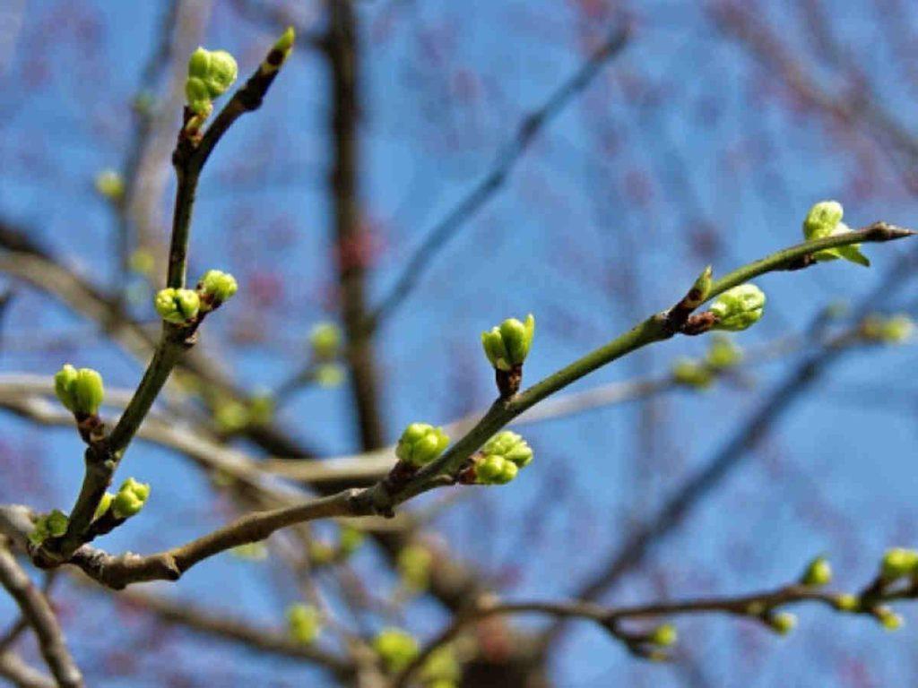 GISMETEO: Погода в Минске 14 мая: днем температура достигнет +18 °С - Климат | Новости погоды.