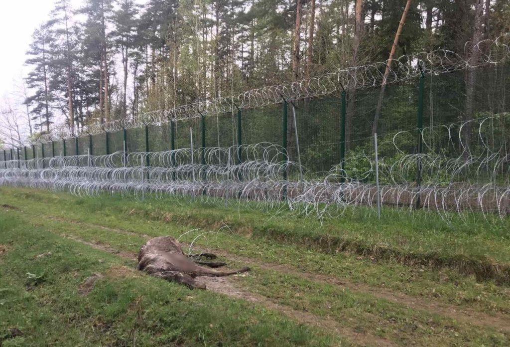 С сентября 2021 года европейская «колючка» убила 19 животных