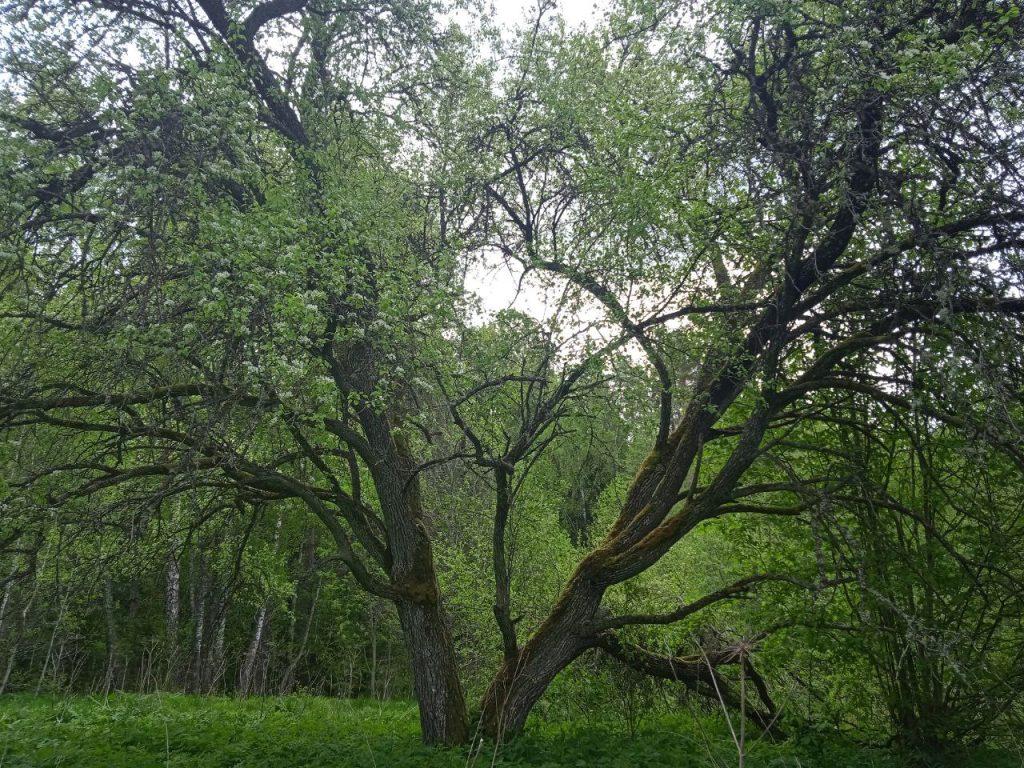 Искали врагов зеленого друга. Нашли в Логойском районе