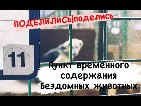 Приют для животных на Гурского. Как живут беспризорные кошки и собаки