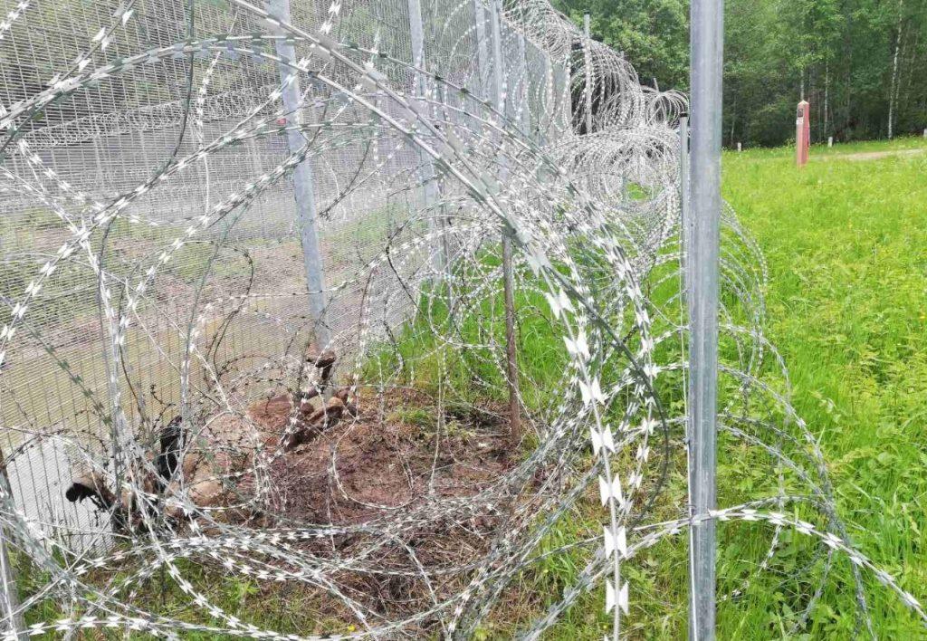 Очередной лось оказался в литовской пограничной ловушке