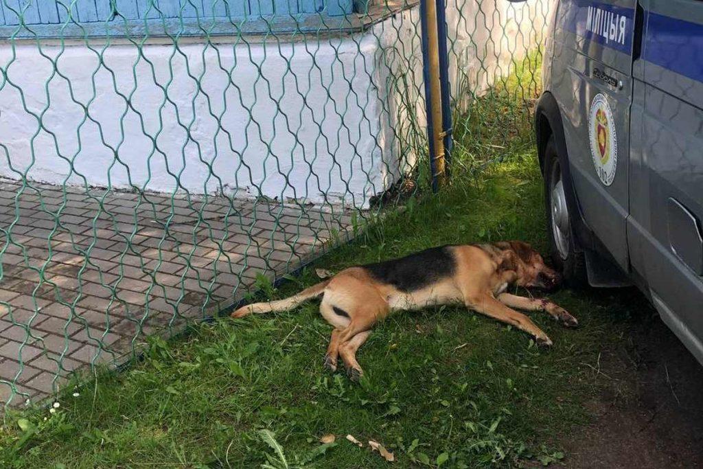 Участковый ликвидировал собаку, которая покусала ребенка