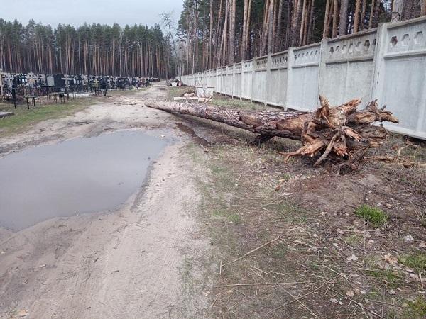На кладбище в Плещеницах Логойского района упали деревья, а сельчанам сказали их убрать за свой счет