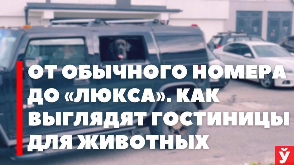 От обычного номера до «люкса». Как выглядят гостиницы для животных
