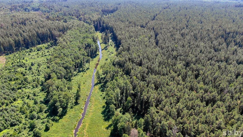 В 4 районах Минской области ограничено посещение лесов