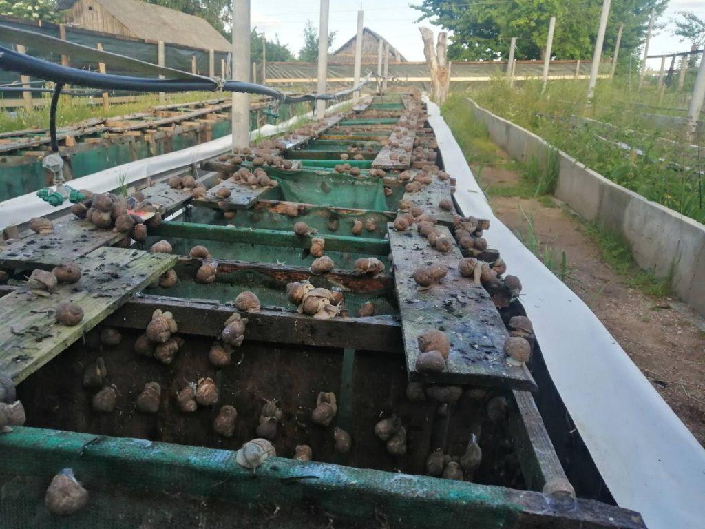 Улиточная ферма