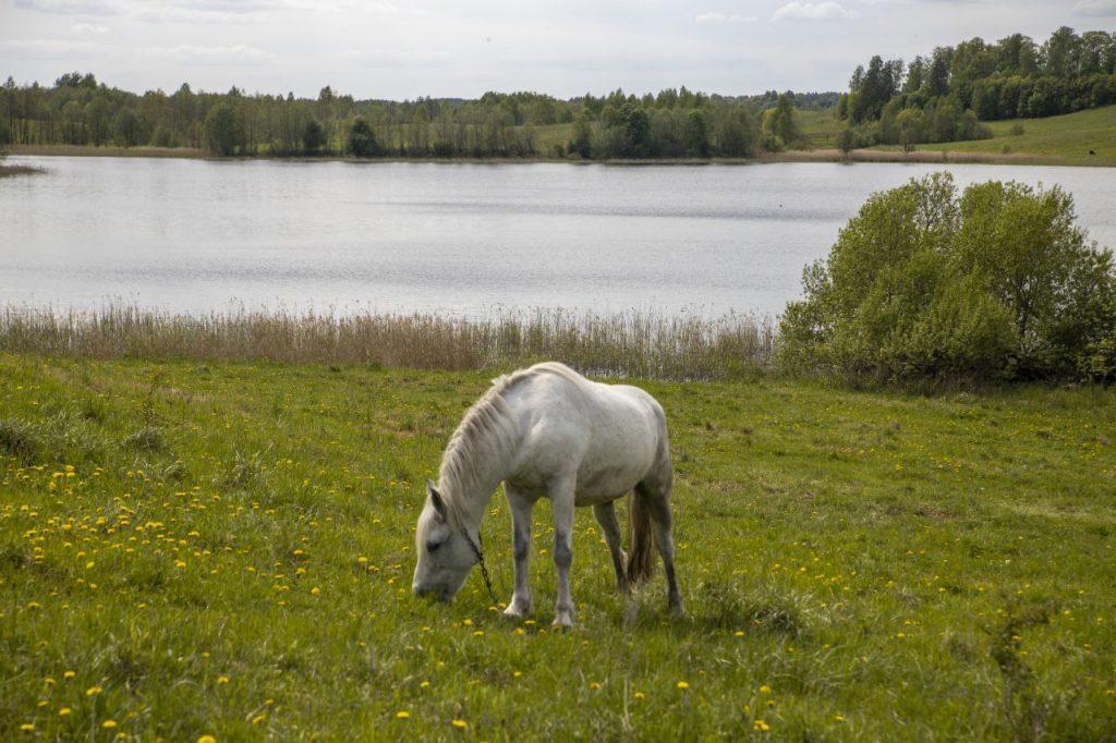 Земля