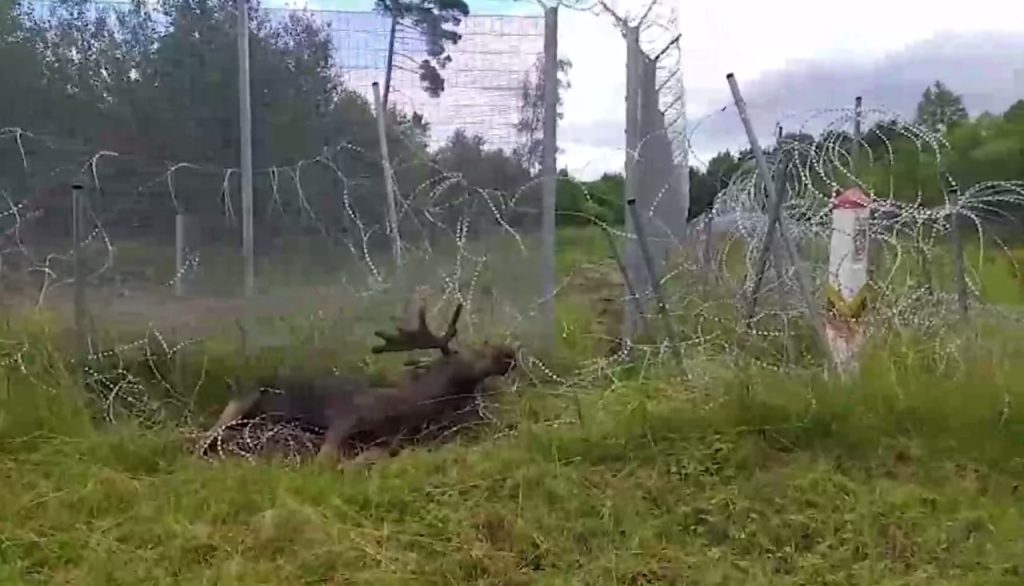 Труп лося обнаружен на литовской границе