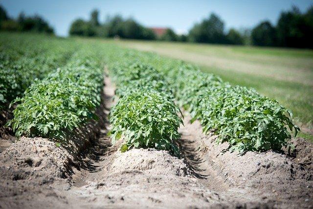 Бесхозные коровы в Молодечненском районе топчут посевы картофеля