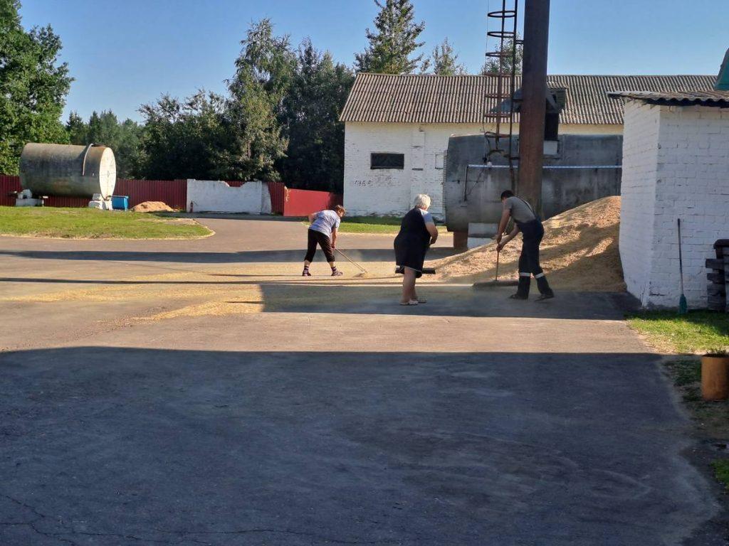 убирают зерно