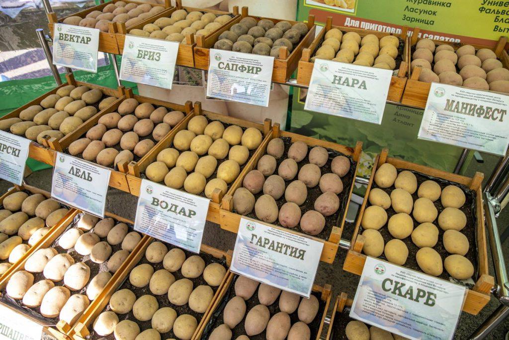 картоха