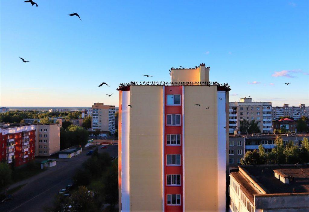 Птицы