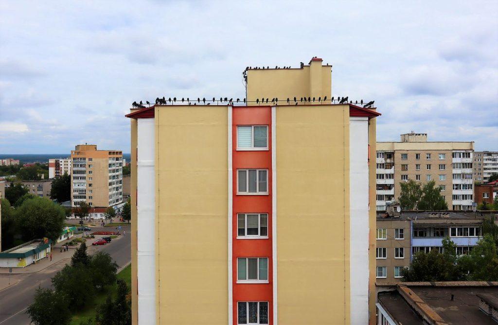 Птицы