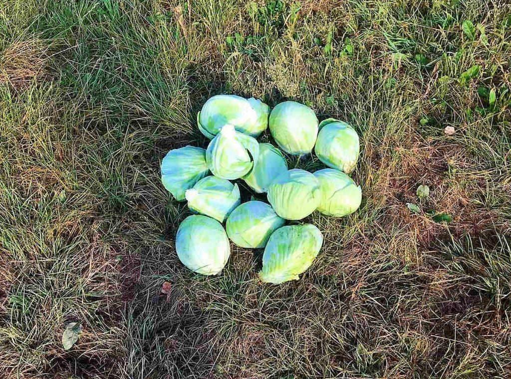 капуста