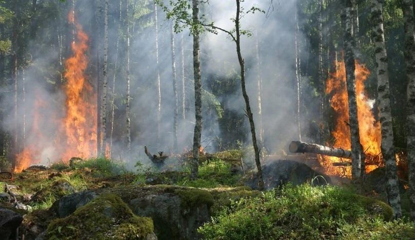 лесные пожары в великобритании