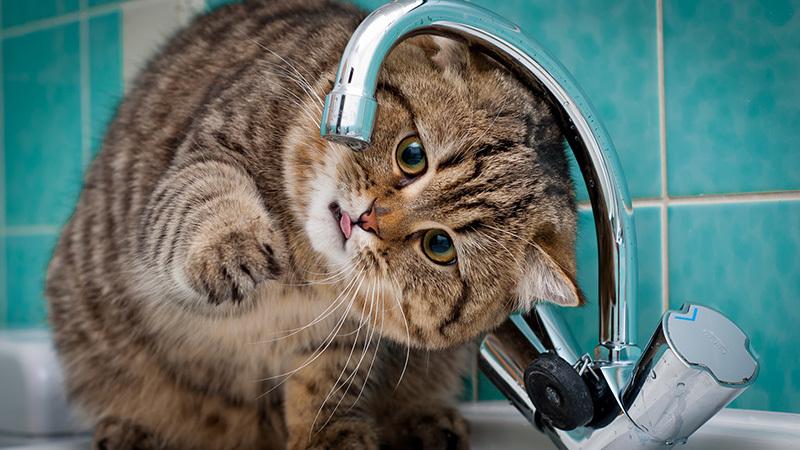 В Новосадах Борисовского района с апреля нет холодной воды
