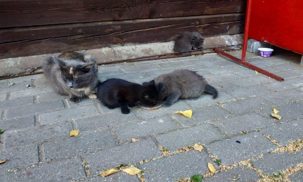 ФОТО ДНЯ: кошачье семейство