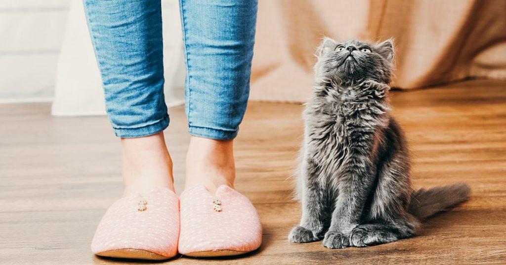 Жить с котом