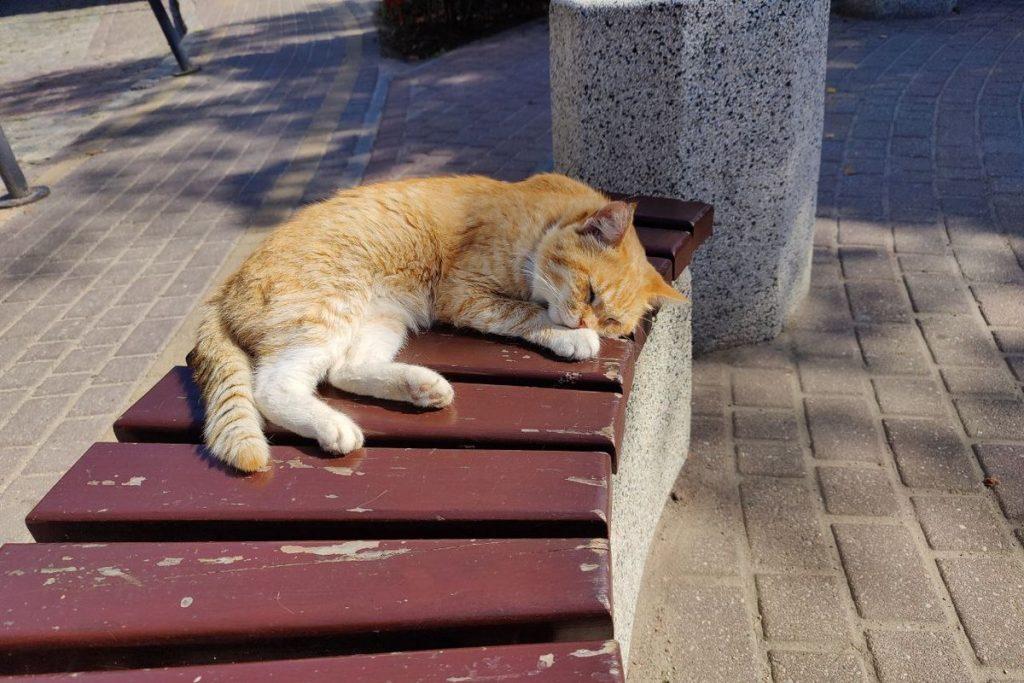 Почему стоит посетить Зеленоградск. Спойлер: много милых котиков