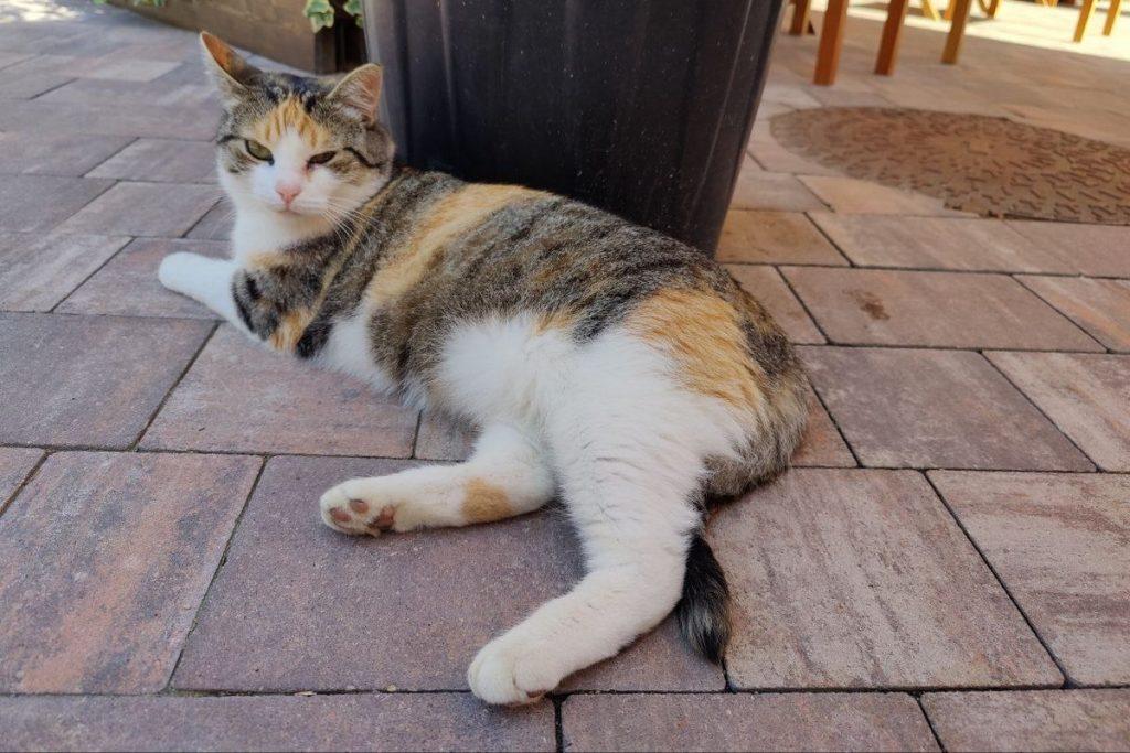 Коты Зеленоградск