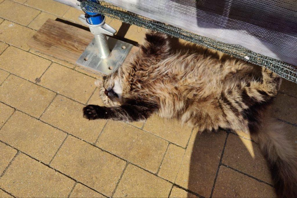 Коты Зеленоградск