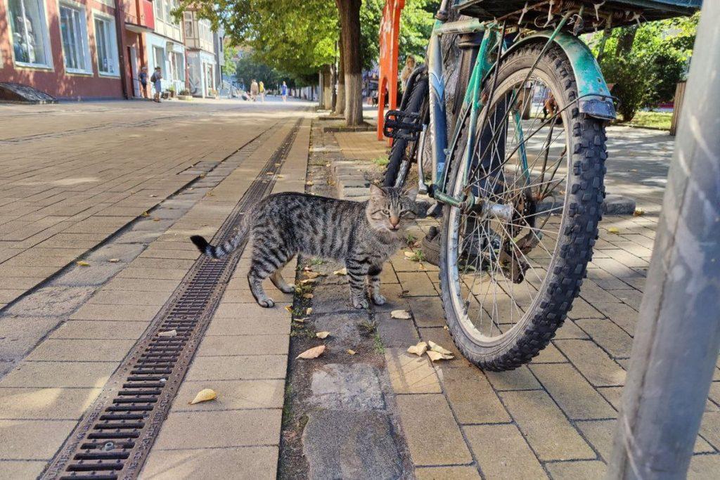 Коты Зеленоградск