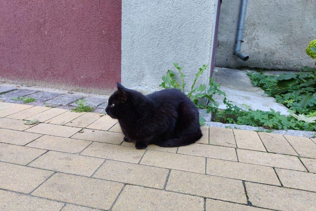 Коты Зеленоградск