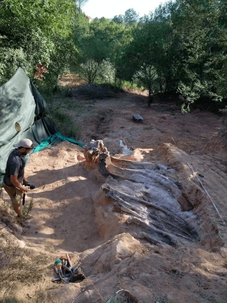 Археологи нашли останки динозавтра