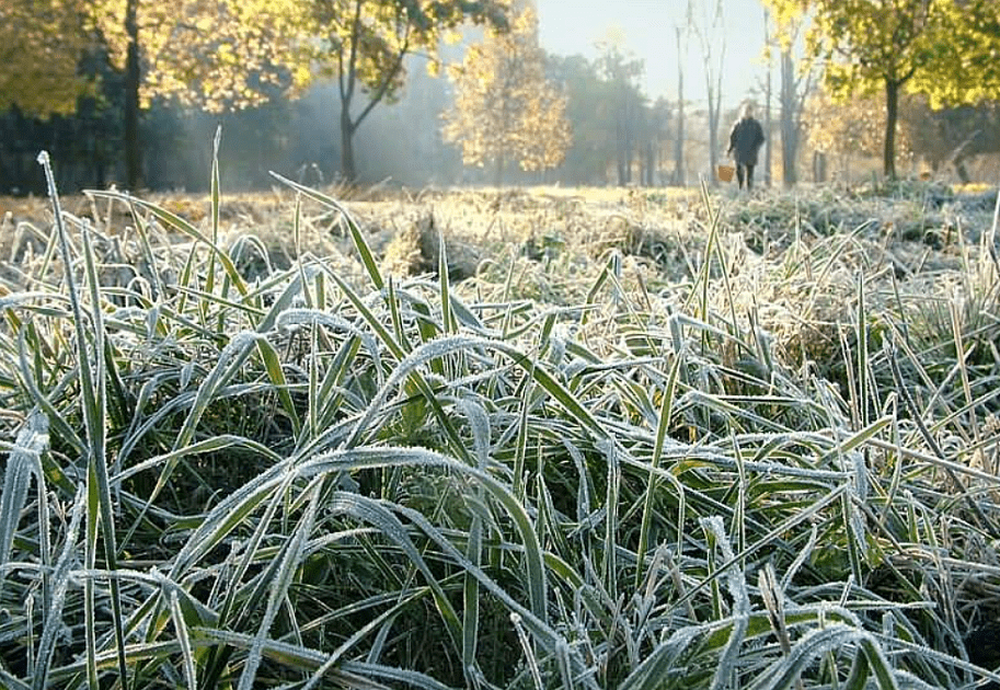 Заморозки