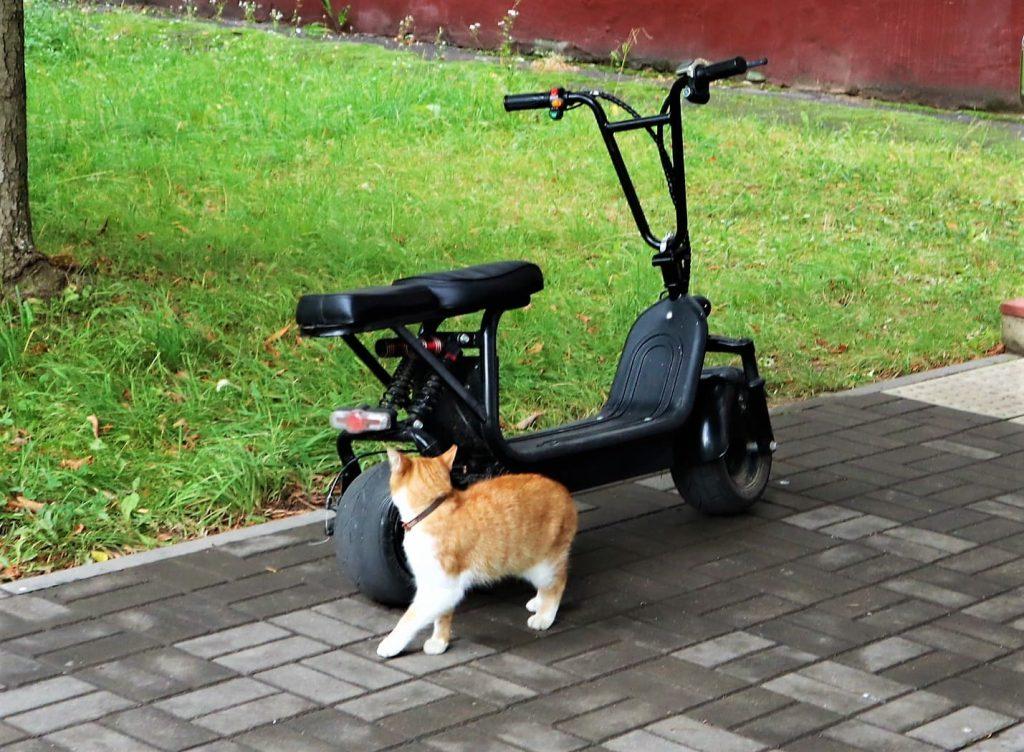 Котик