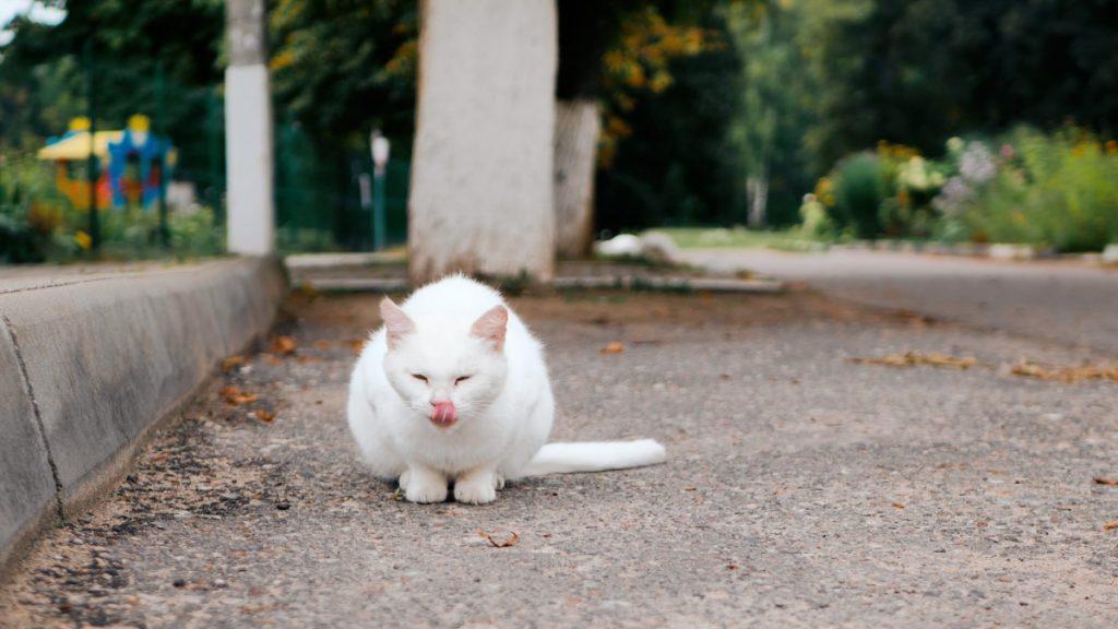 ФОТО ДНЯ: хитрость