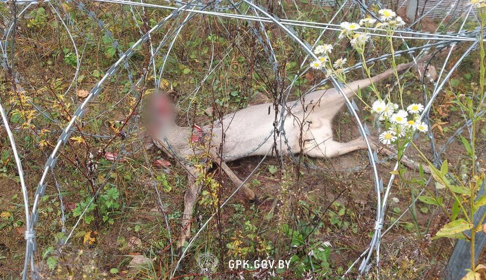 Погранзаборы Евросоюза в октябре убили уже 6 диких зверей