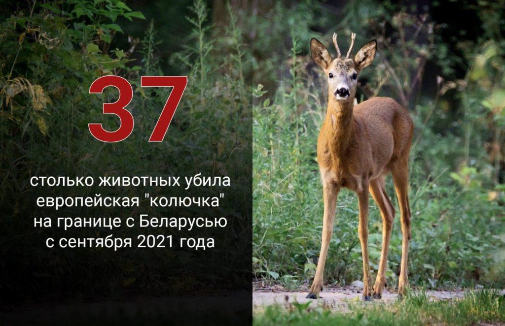 Лось