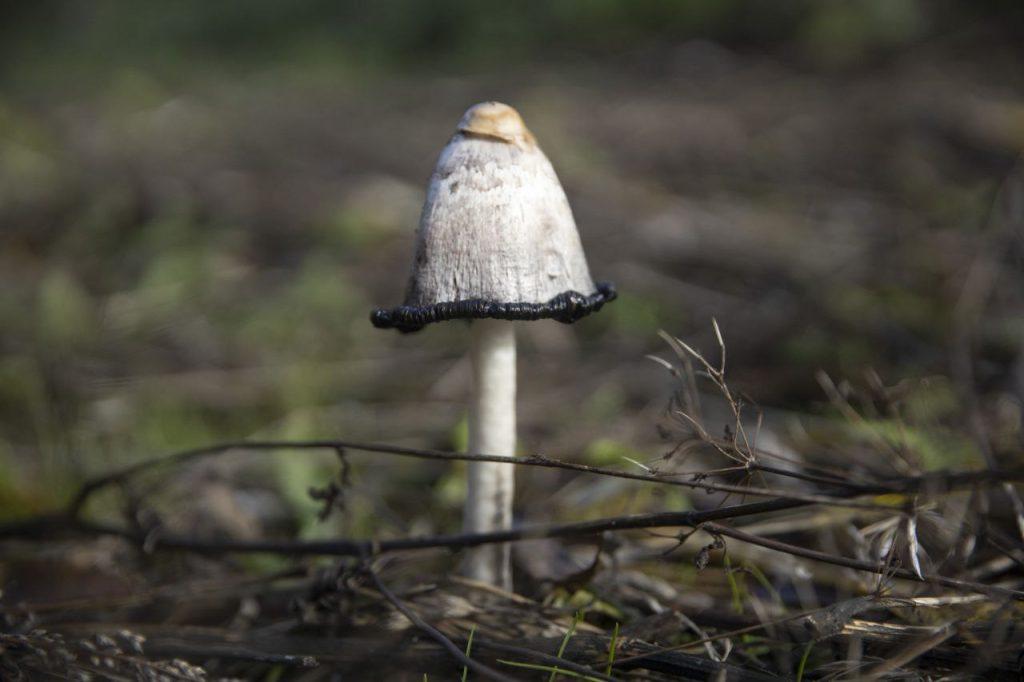 ФОТО ДНЯ: инопланетянин