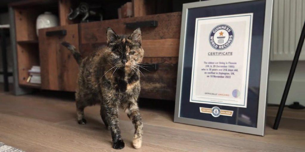 Книга рекордов Гиннесса признала 26-летнюю кошку из Великобритании самой старой в мире