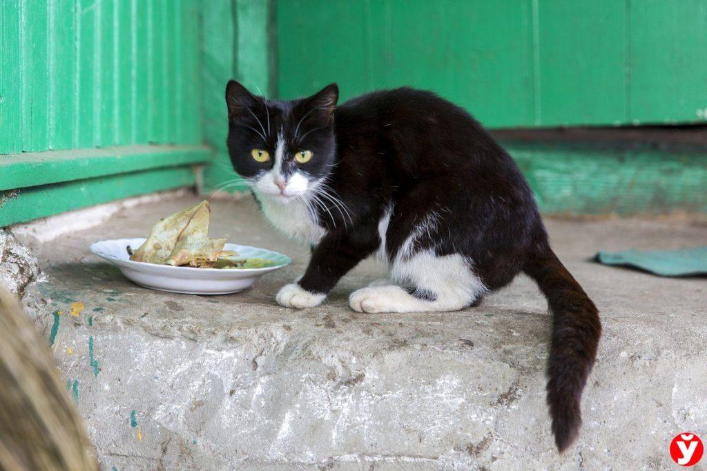 Кот на улице
