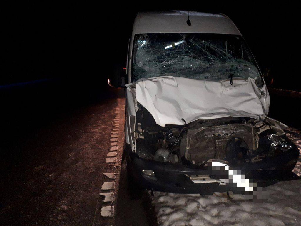 В Минской области водитель автомобиля сбил лося — животное погибло