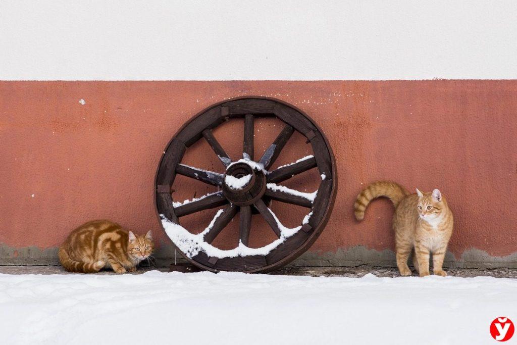 Коты