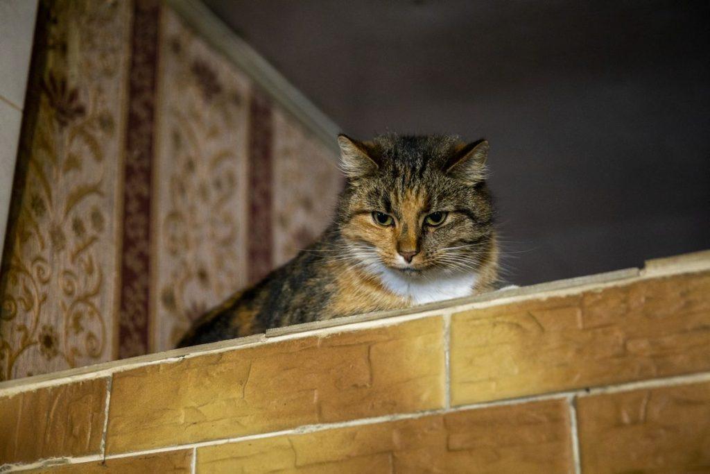 ФОТО ДНЯ: год славы