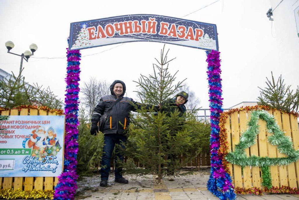 Более 2200 новогодних деревьев заготовит Логойский лесхоз