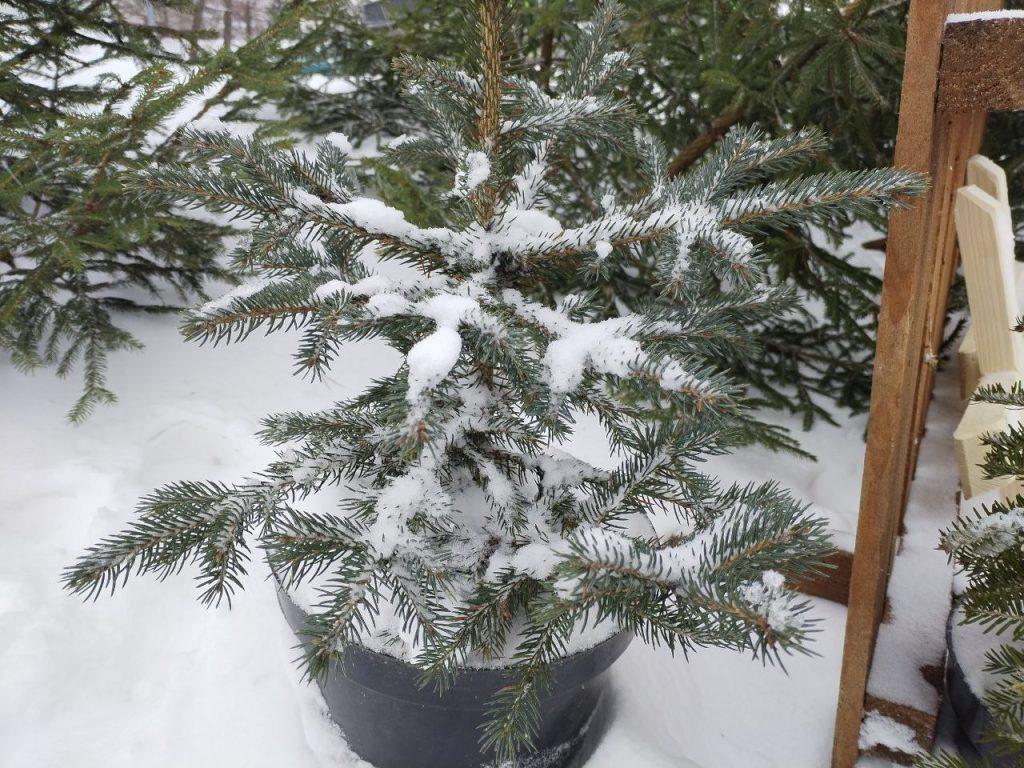 Елка Логойск