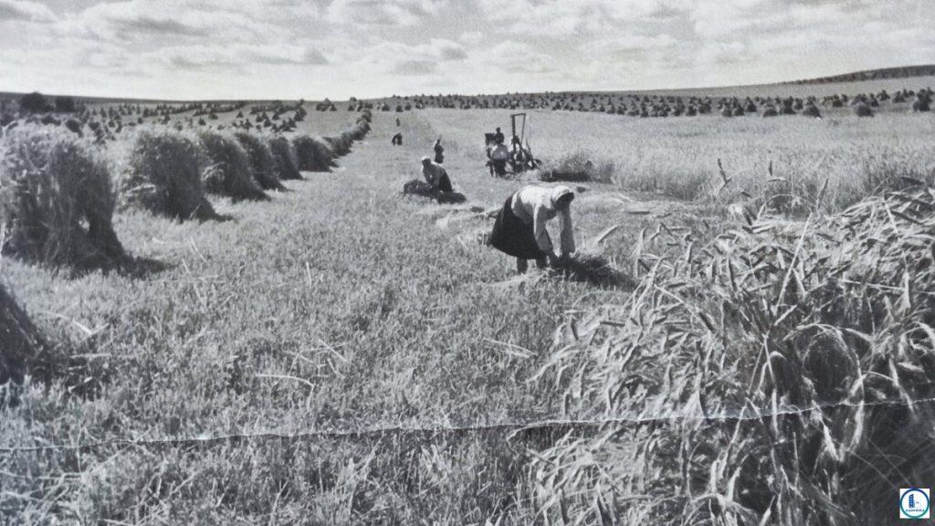 Уборка ржи в Борисовском районе. В послевоенное время, на протяжении около 10 лет, в белорусском сельском хозяйстве еще была значительная доля ручного труда, июль 1949 года