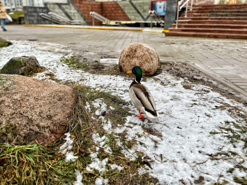 ФОТО ДНЯ: столичный красавец