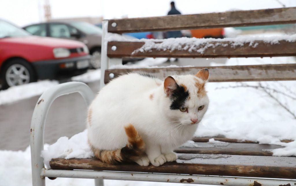 Кот