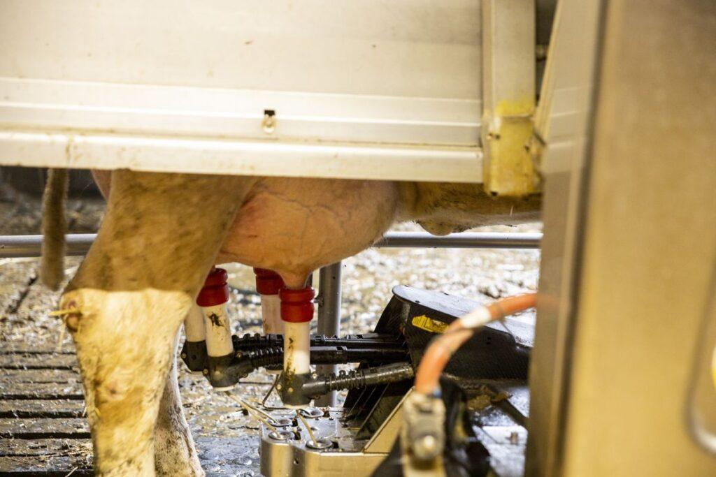 Кухчицы