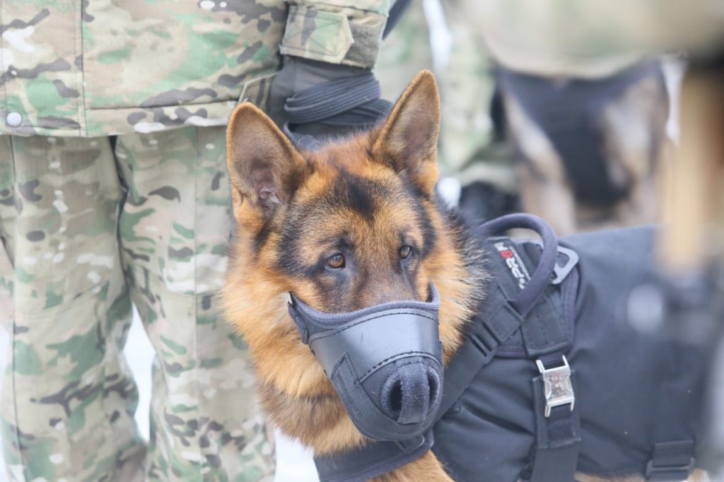 Мобильный спецназ появится во всех соединениях внутренних войск
